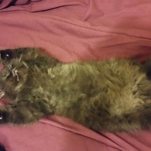 Meet your Posher, Cooky